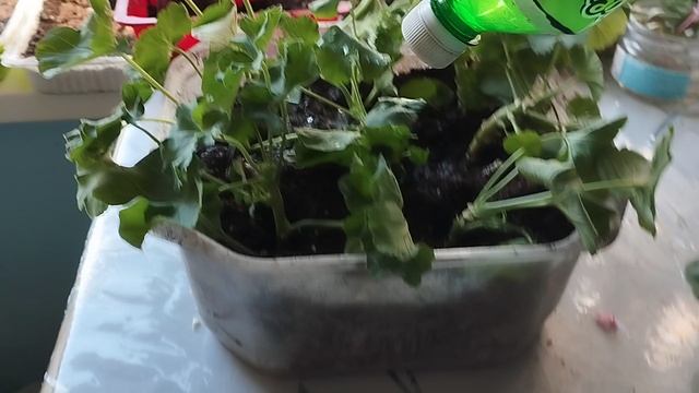 Укоренение герани. смотреть онлайн