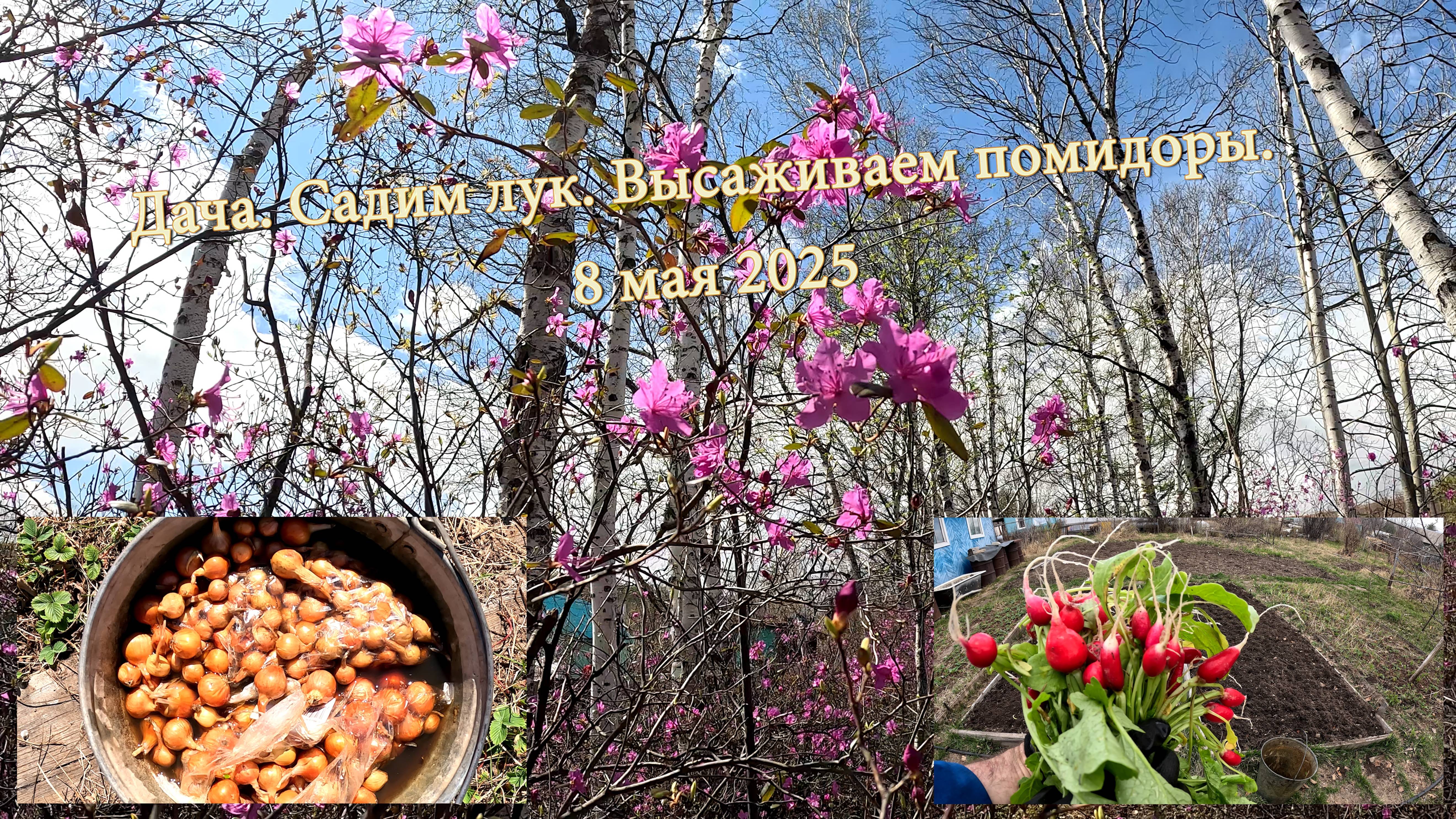 Дача. Садим лук, высаживаем помидоры. 8 мая 2025 смотреть онлайн