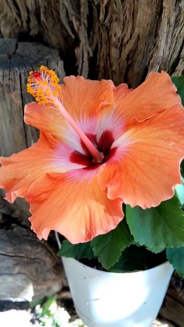 Гибискус Бангкок летом #plants смотреть онлайн