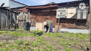 Всем привет огородные дела на 5 минут, ураганный ветер телефон уносит😲🤣🙈🌹🌹🌹