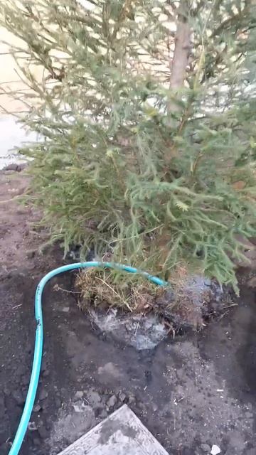 саженцы зеленых елей смотреть онлайн