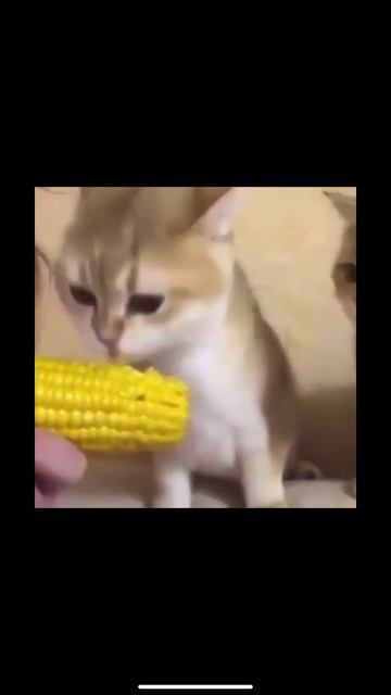 Кот ест кукурузу #асмр #кот смотреть онлайн