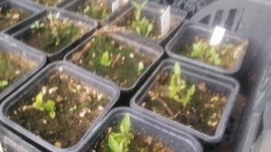 29 апреля 2025г. Обрезка метельчатых гортензий в Р9.