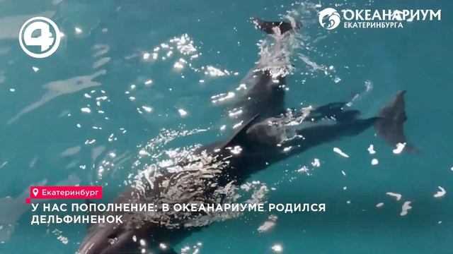 Малыш-дельфин: новый обитатель океанариума Екатеринб? смотреть онлайн