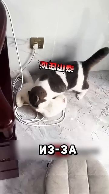 Преображение кошки изменило всё #shorts #добро смотреть онлайн