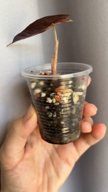 Алоказия амазоника йеллоу сплеш смотреть онлайн