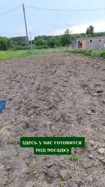 Подготовка полей под посадку #жимолость #саженцы #пито смотреть онлайн