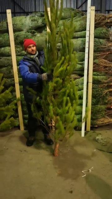 Сосна живая новогодняя 2-2,5 м смотреть онлайн