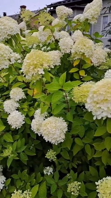 #hydrangea#paniculata #limelight #beautiful #hortensia #garden #flower #гортензия #сад смотреть онлайн