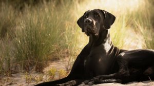 Породы собак: Доберманы и Доги