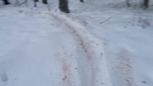 Зимняя охота на кабана в Волковском охотхозяйстве | Два дня - два кабана | Обновил карабин Blaser