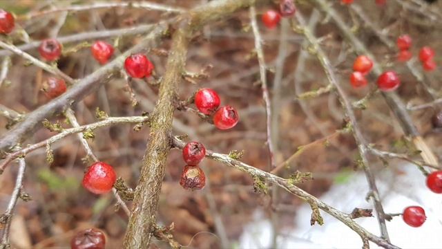 ВЕСНА В ROJE AS 31 01 2024 смотреть онлайн