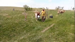 Первый выход в электропастух/Всё не по плану