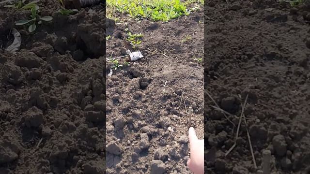 Сад, огород,курятник - подродвижение есть, но мелкими ш смотреть онлайн