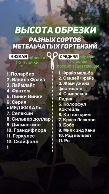 ЕСЛИ ПУТАЕТЕСЬ КАК ОБРЕЗАТЬ ТОТ ИЛИ ИНОЙ СОРТ ГОРТЕНЗ?