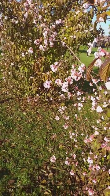 Осенние цветение