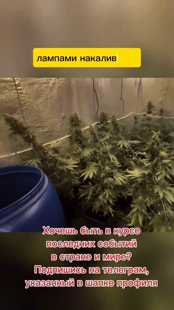 Ферма по выращиванию 🌴 обнаружена и уничтожена #ново? смотреть онлайн