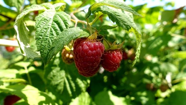 ЭТА ПОДКОРМКА — ВЗРЫВ УРОЖАЯ! Малина ЗАВАЛИТ вас крупными ягодами — проверено на моём участке! смотреть онлайн