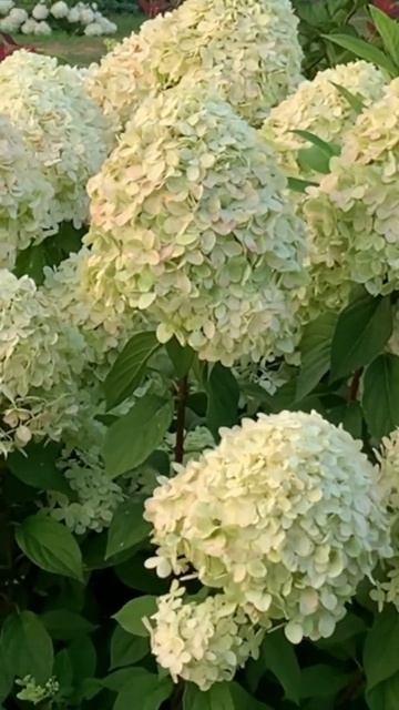 #limelight #tree #штамб#hydrangea #шортс #гортензія #hortensia #paniculata #gard смотреть онлайн