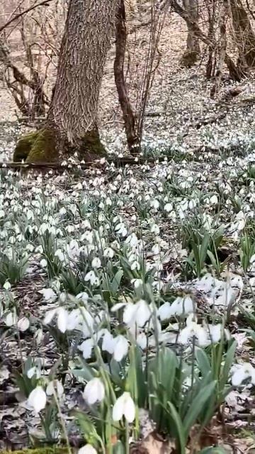 Цветение подснежников, поляна цветов 🌸 смотреть онлайн