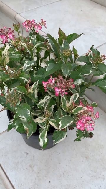 #euphoria #pink #hydrangea#гортензия#garden#гортензія#flowers #park#jardin#shorts смотреть онлайн