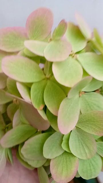 Гортензия Литл Фреско в октябре смотреть онлайн