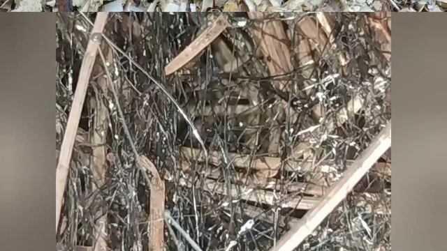 11 января 2022 г.
Новая форма жизни или просто мутации плесени. Помогите разобраться. смотреть онлайн