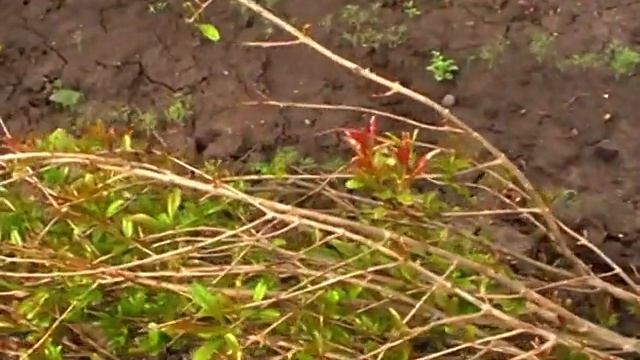 Як перезимував гранат.  2025 р.