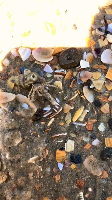 Крабы мутанты в чёрном море! Чуть не откусил палец! Вит смотреть онлайн