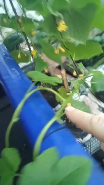 Абрикосовая тыква  семена СССР переросла спасаю ситуа