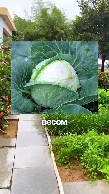 ТОП-3 СОРТА КАПУСТЫ! Обязательно сохраняй себе! 😉 #ого? смотреть онлайн