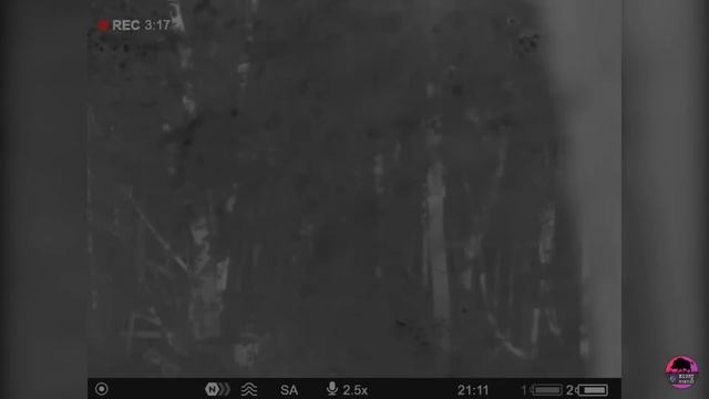 Охота достойная миллиардеров. Волковское охотхозяйство. Открытие по кабану 2023г. смотреть онлайн