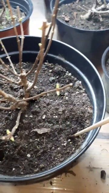 Осмокот 5-6 месяцев для маточников гортензий👍👍👍