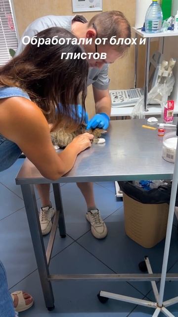 У котят теперь есть имена #котята # #кошки #деревня #сем? смотреть онлайн