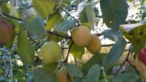 Слива Виктория.