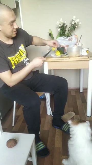 собака ест манго смотреть онлайн