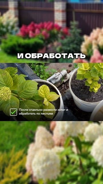 «Волшебная Таблетка» для Гортензий💊🌿