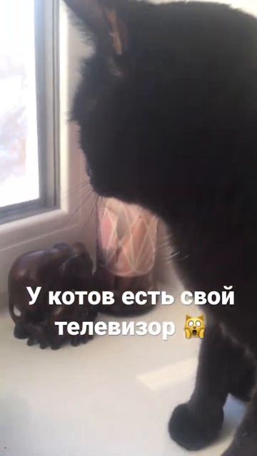 У кота есть телевизор я в шоке 🤯 🙀🙀🙀 ставь 👍🏻 и п? смотреть онлайн