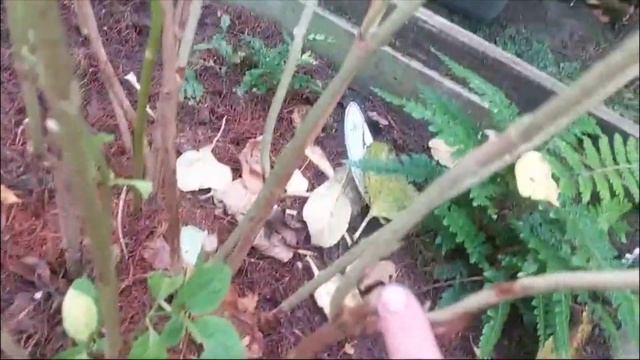 ОБРЕЗКА И УКРЫТИЕ САДОВОЙ ГОРТЕНЗИИ..