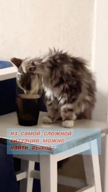 Выход есть всегда #котики смотреть онлайн