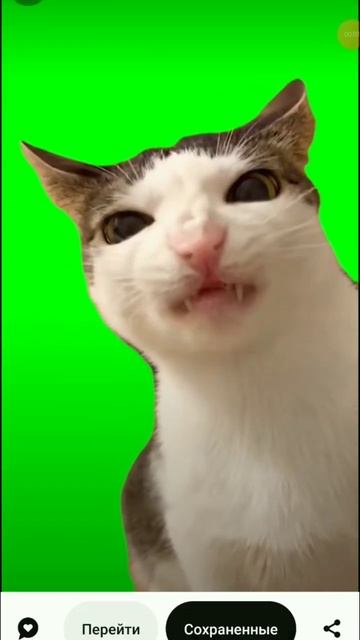 кому фон? #ест #хрустит #котика #рекомендации смотреть онлайн