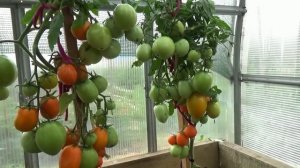 Вот это урожайность! Томат весь увешан плодами! Обзор томата Король Сибири в теплице.