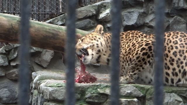 Леопард смачно ест в Новосибирском зоопарке