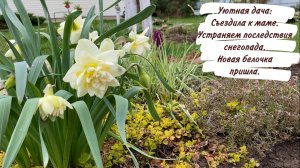 Уютная дача: Съездила к маме. Устраняем последствия снегопада. Новая белочка пришла.