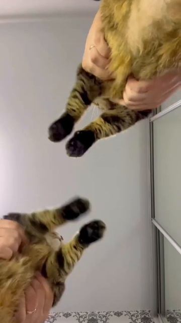 Кошка Туся танцует! Сколько кошек вы увидели? У Туся ес смотреть онлайн