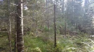 Опята. Собрала пакет с одного дерева. Жизнь на Алтае после переезда.