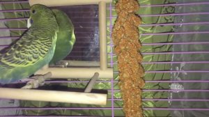 Волнистый попугай, первые сутки дома