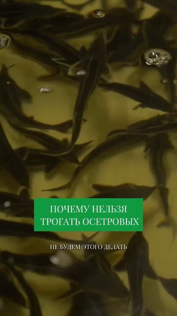 Рыба получает ОЖОГ от прикосновения ЧЕЛОВЕКА! #свояеда #бизнес смотреть онлайн