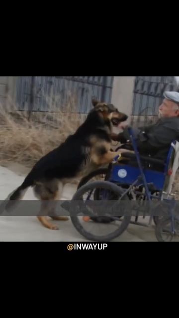 Собака - друг человека🥹 смотреть онлайн