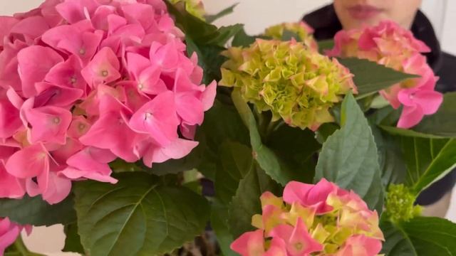 ГОРТЕНЗИЯ 🌸🍃В ГОРШКЕ |  ПРАВИЛА УХОДА